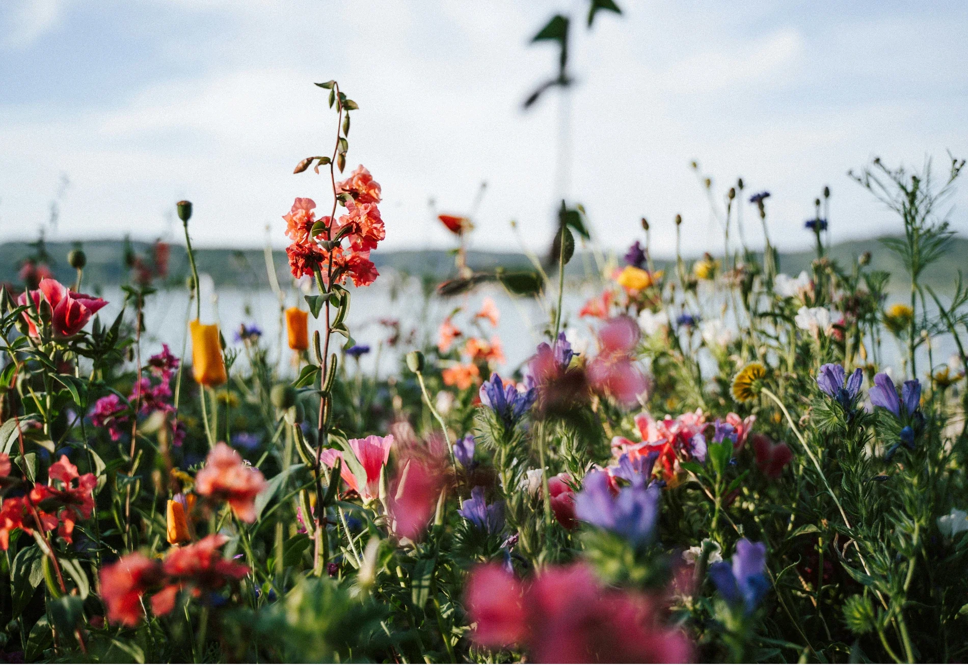 In Full Bloom